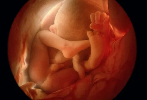 12 Weeks Pregnant Fetus Pictures