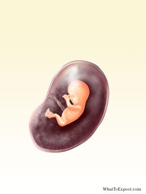 12 Weeks Pregnant Fetus Pictures