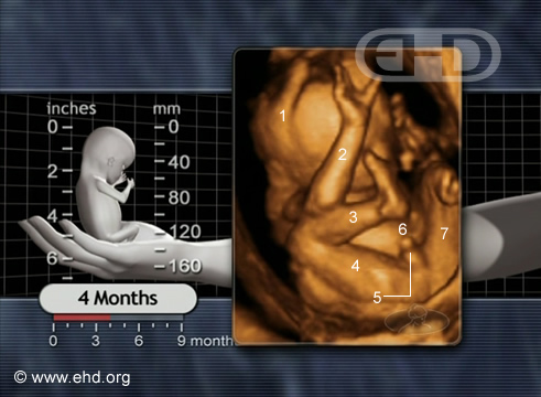 16 Weeks Pregnant Fetus