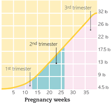 16 Weeks Pregnant With Twins Weight Gain