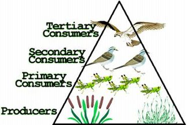 5 Level Food Chain Pyramid