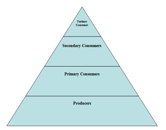 5 Level Food Chain Pyramid