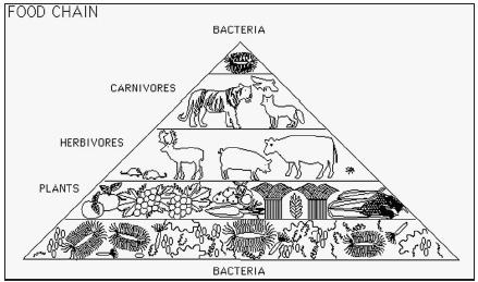 5 Level Food Chain Pyramid