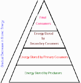 5 Level Food Chain Pyramid