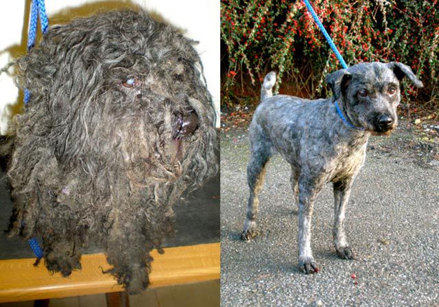 Abused Animals Before And After Pictures