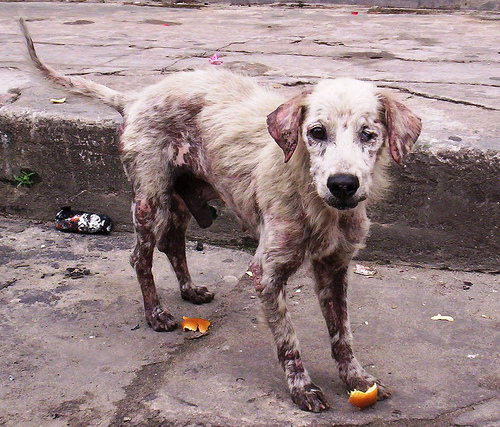 Abused Animals Before And After Pictures