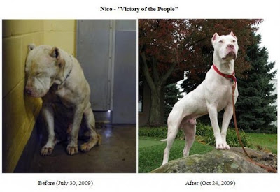 Abused Animals Before And After Pictures