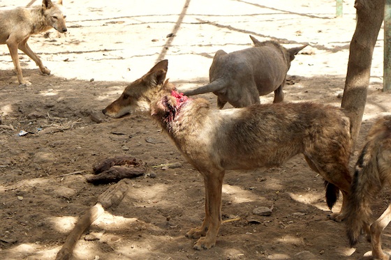 Abused Animals In Zoos