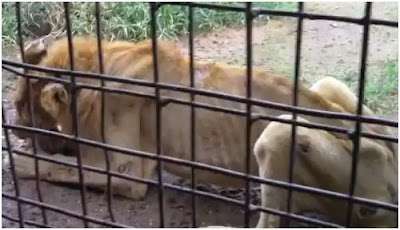 Abused Animals In Zoos