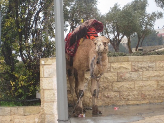 Abused Animals In Zoos