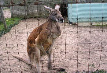 Abused Animals In Zoos