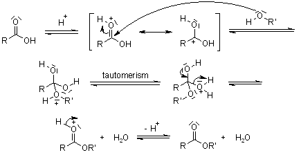 Acid Catalyzed Esterification Mechanism