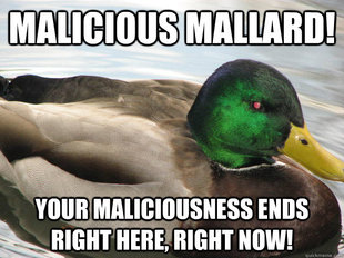 Actual Advice Mallard Meme