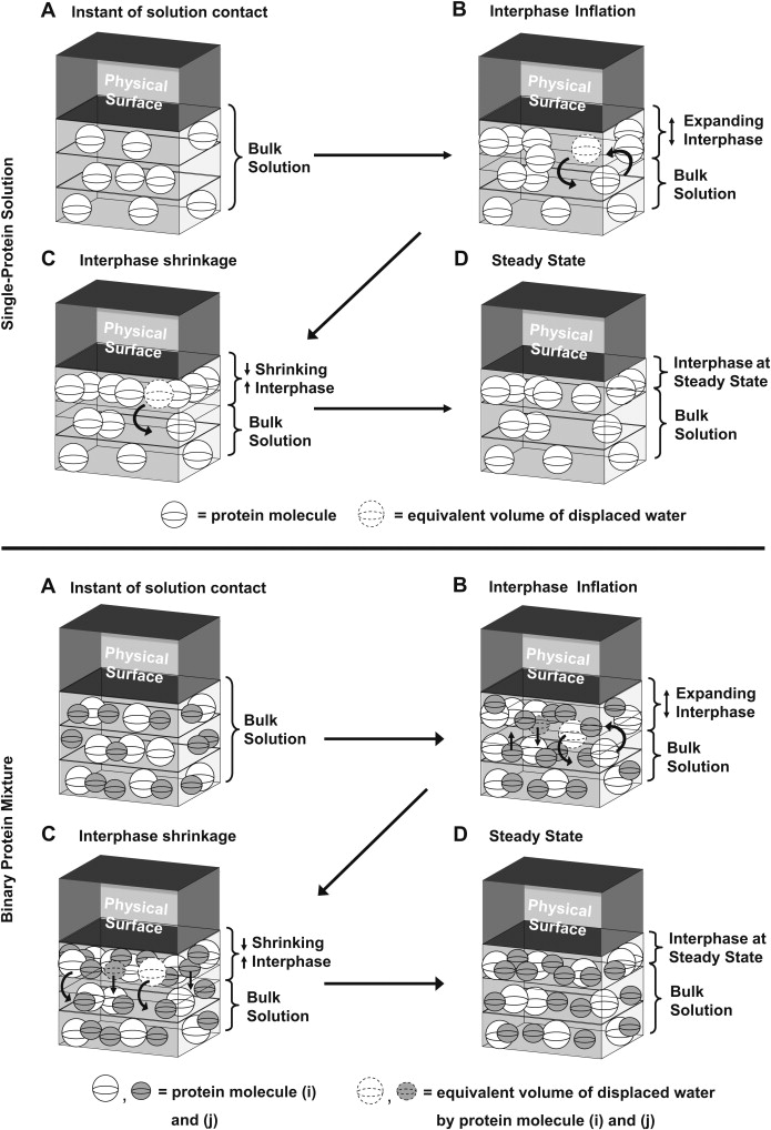 Adsorption Definition Biology