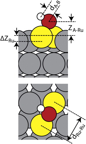 Adsorption Definition Biology