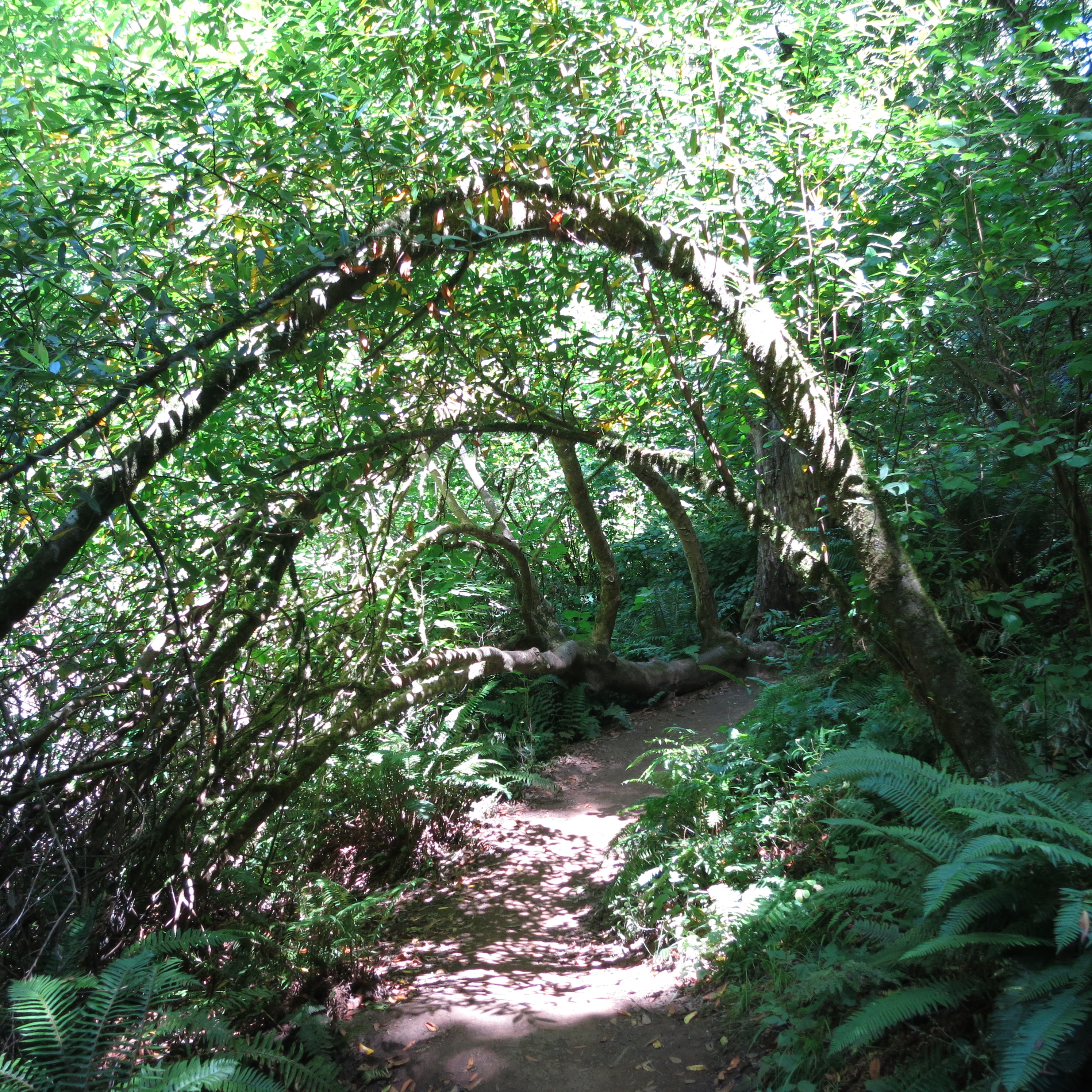 Advice From A Tree Poem