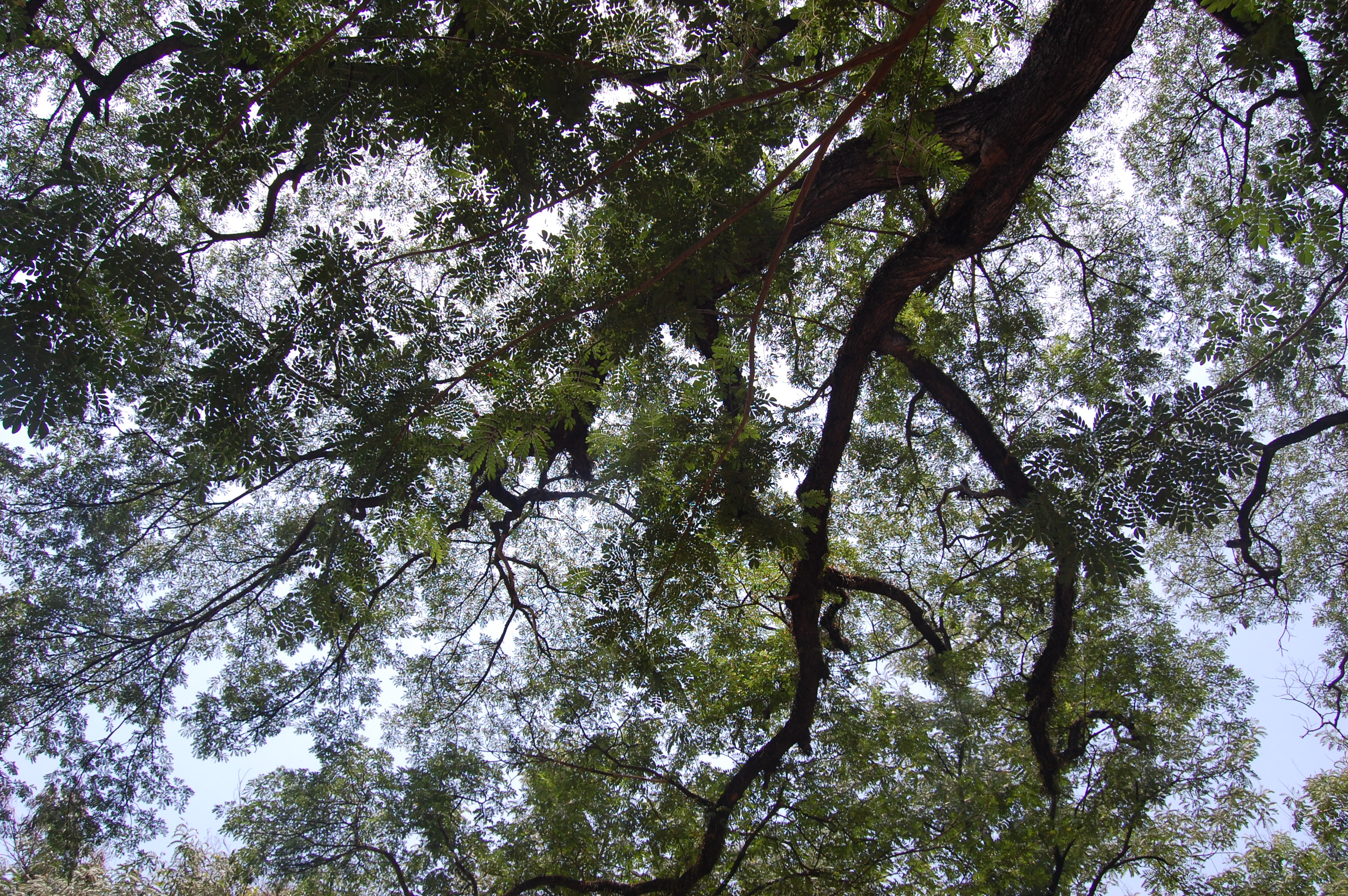 Advice From A Tree Stand Tall And Proud