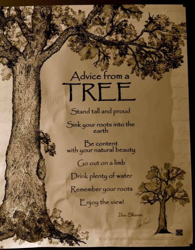 Advice From A Tree Stand Tall And Proud