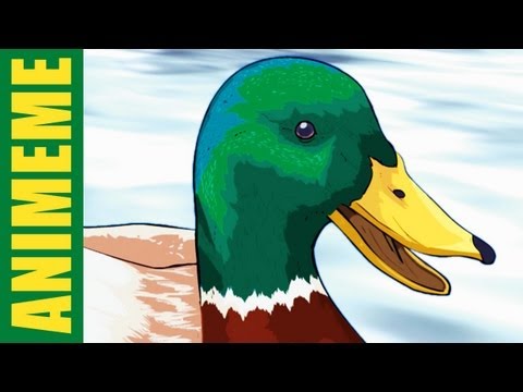 Advice Mallard Duck