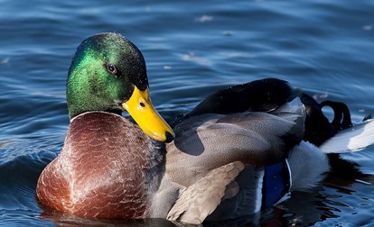 Advice Mallard Youtube Mp3