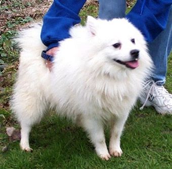 Alaskan Eskimo Dog Size