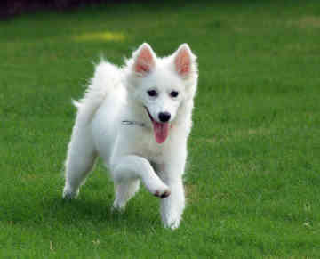 Alaskan Eskimo Dog Size