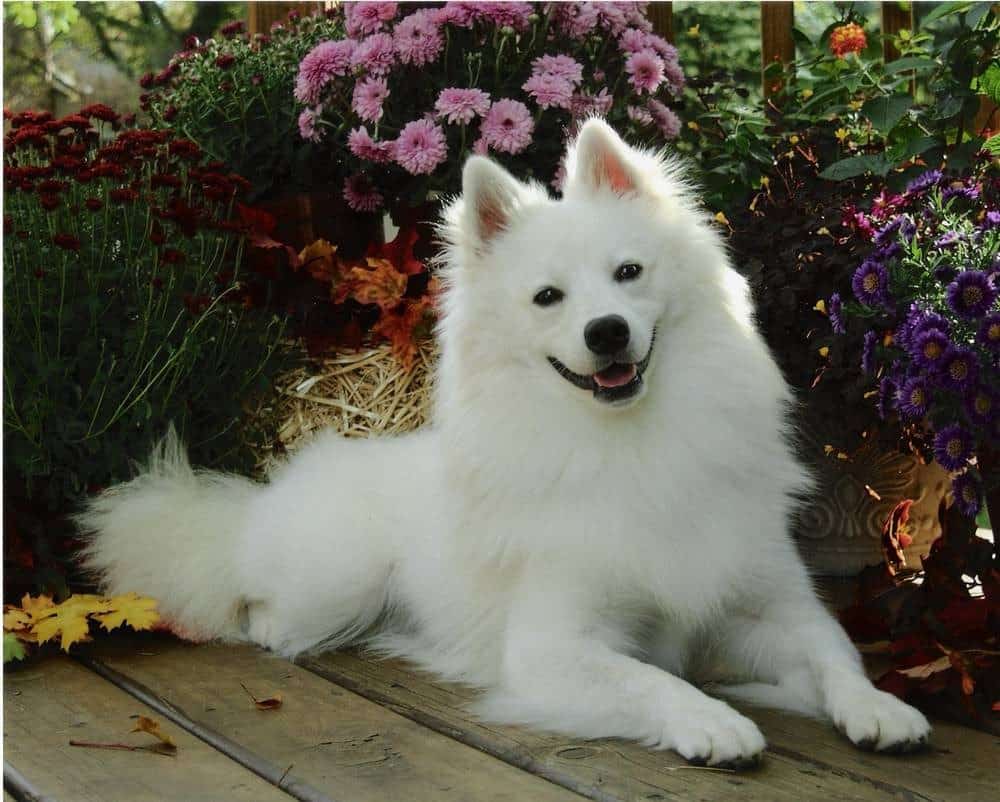 Alaskan Eskimo Dog Size