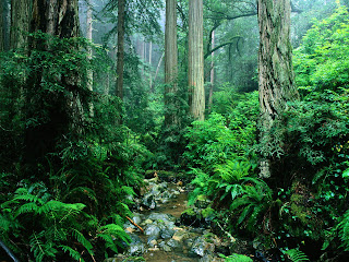 Amazon Forest