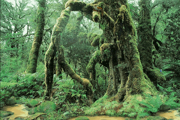 Amazon Forest