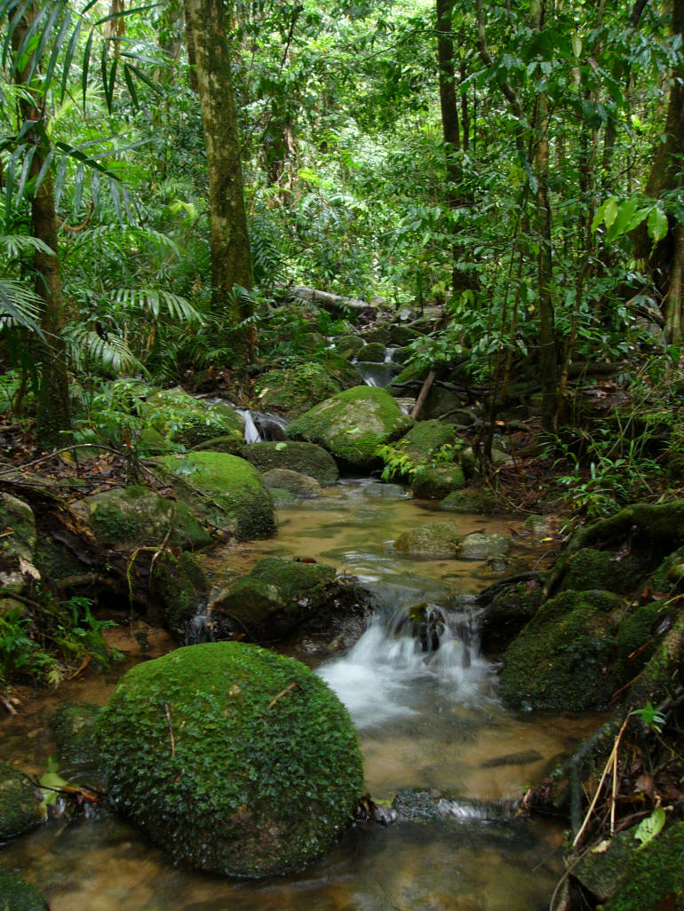 Amazon Forest