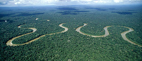 Amazon Forest