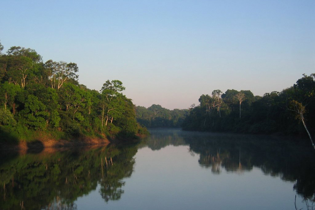 Amazon Forest