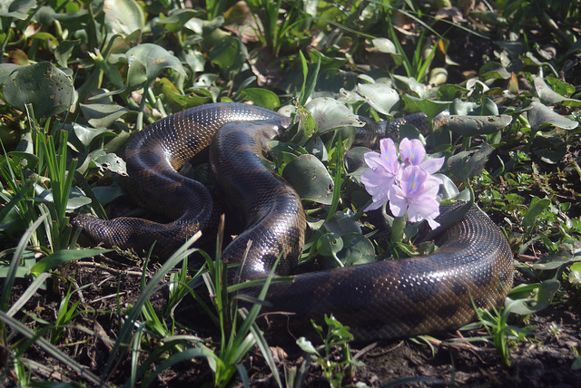 Amazon Forest Anaconda