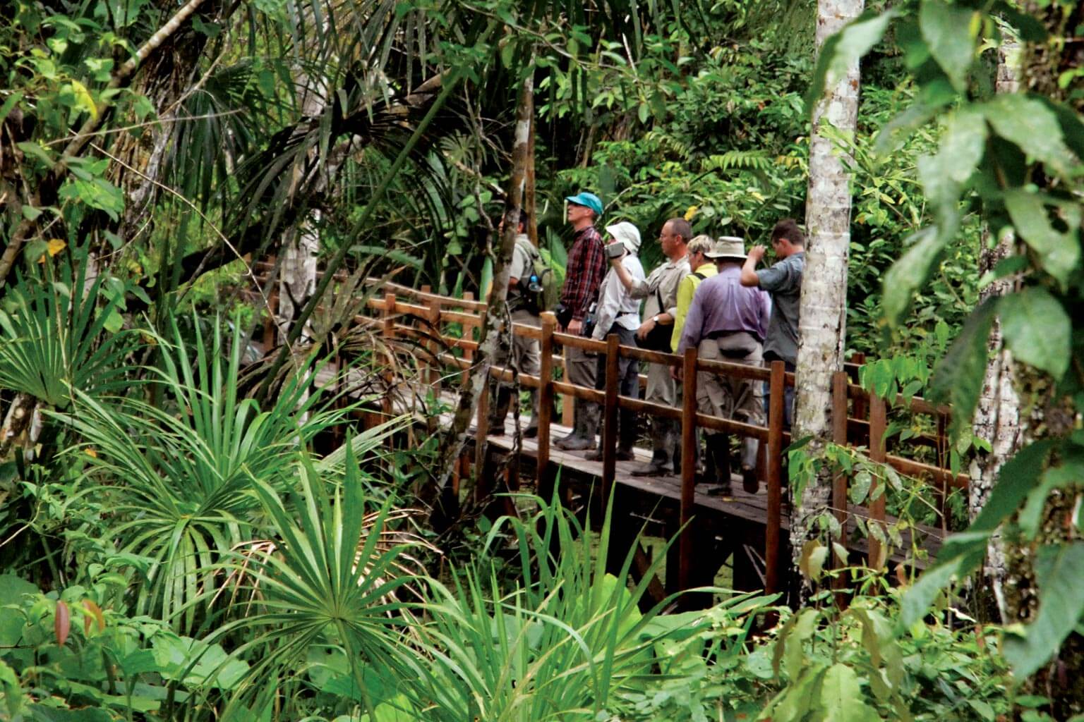 Amazon Forest Anaconda