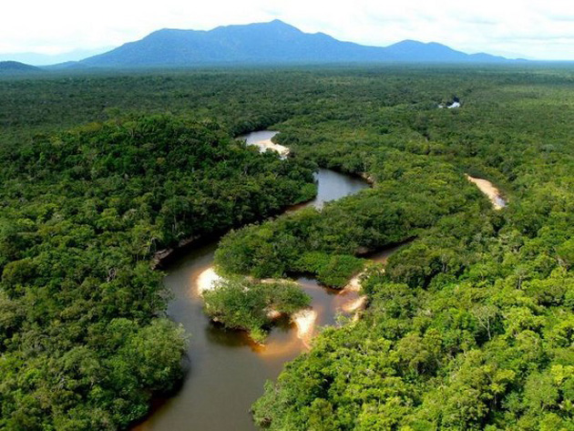 Amazon Forest Anaconda