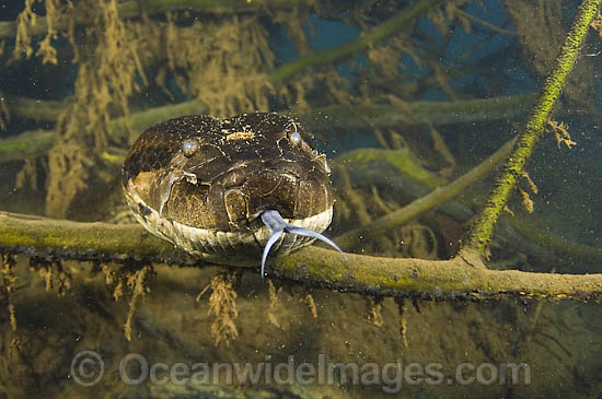 Amazon Forest Anaconda