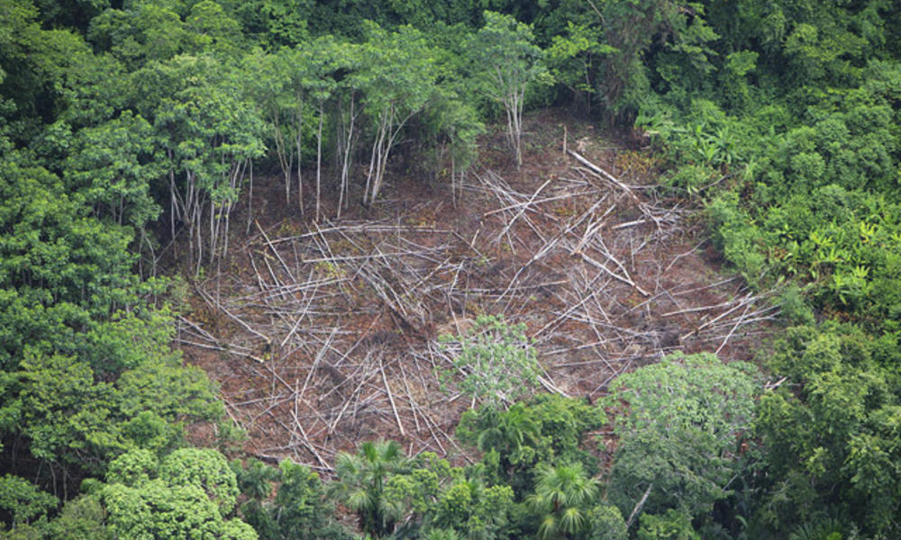 Amazon Forest Animals