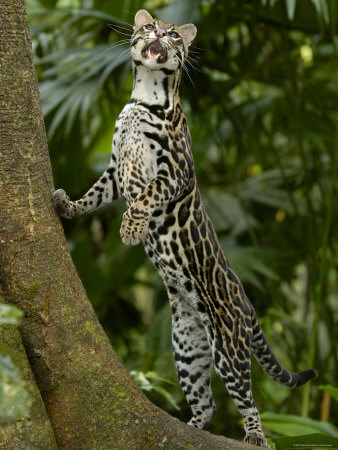 Amazon Forest Birds