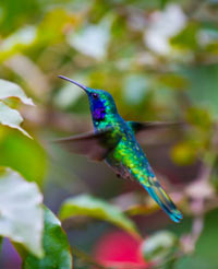 Amazon Forest Birds