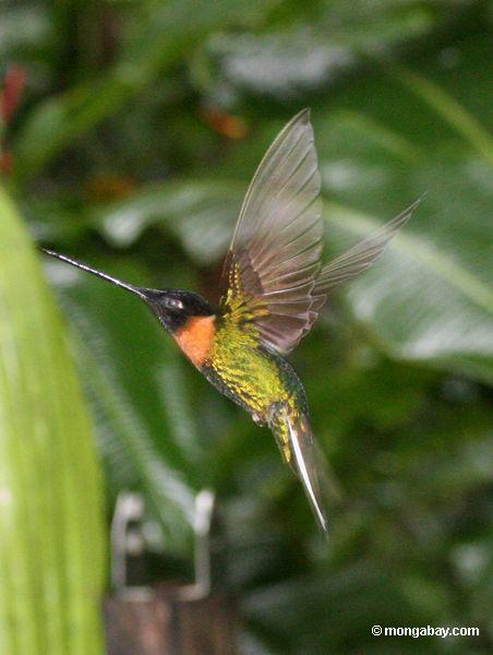 Amazon Forest Birds