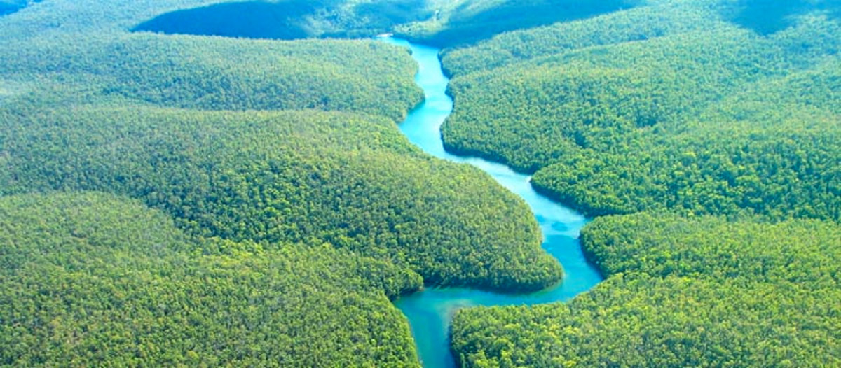 Amazon Forest Birds