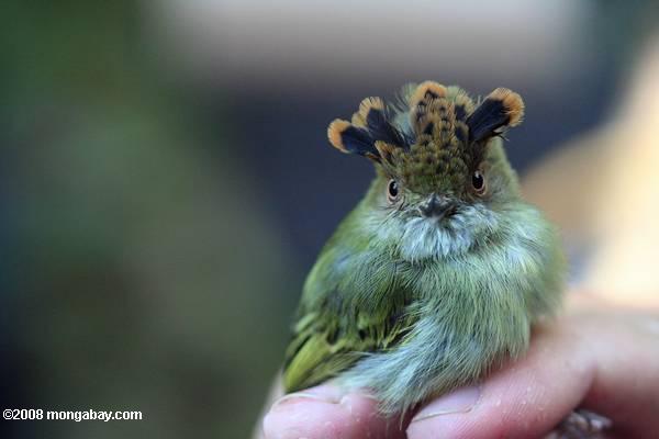 Amazon Forest Birds