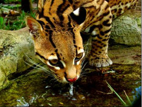 Amazon Rainforest Animals