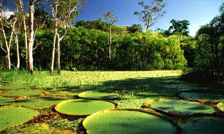 Amazon Rainforest Plants