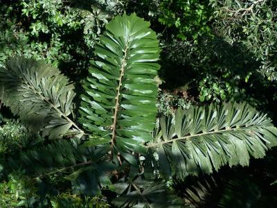 Amazon Rainforest Trees