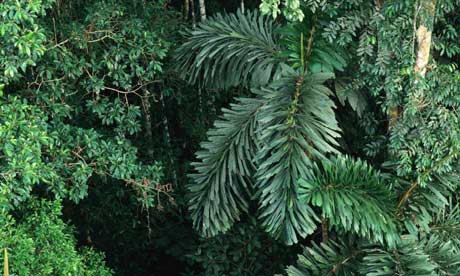 Amazon Rainforest Trees