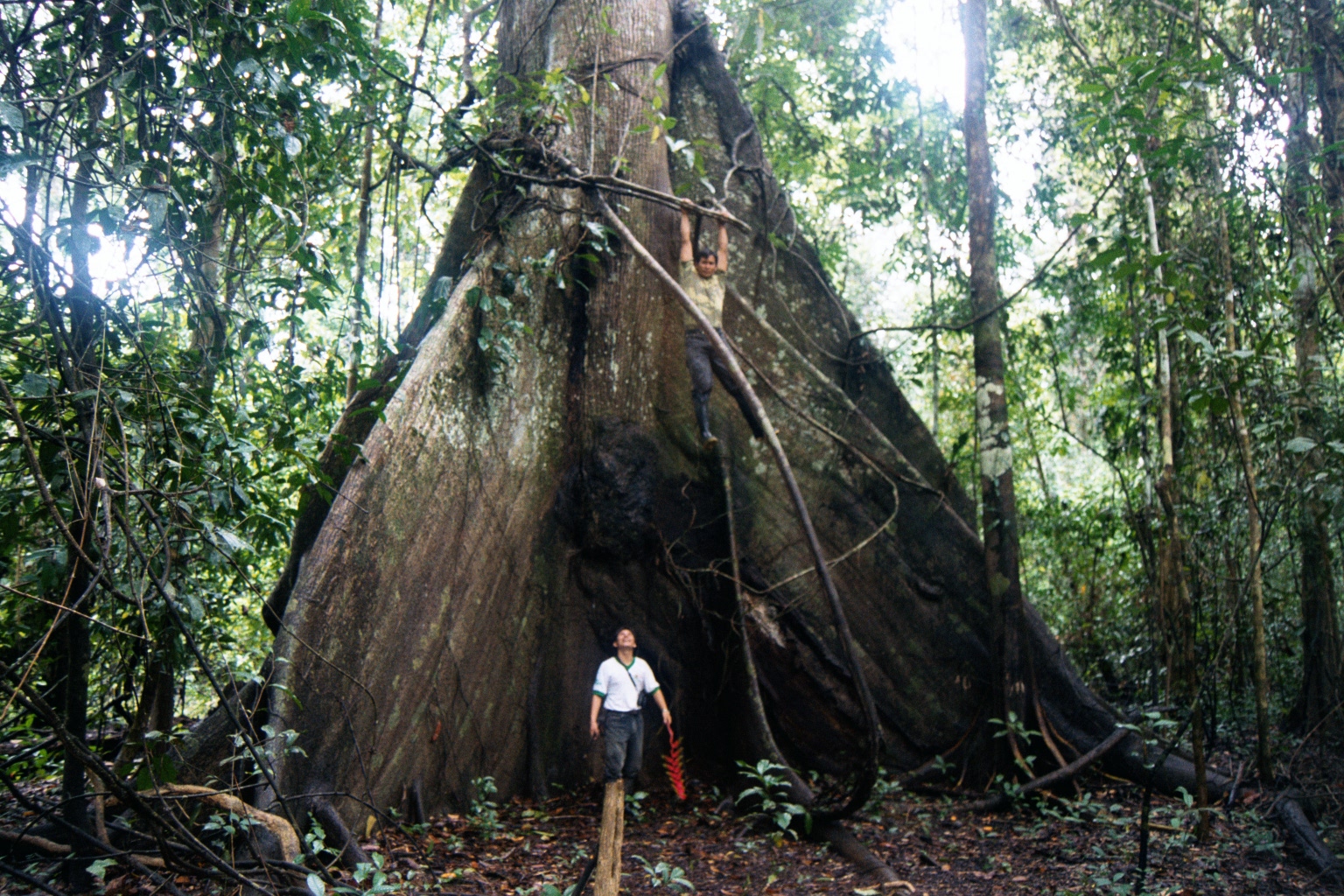 Amazon Rainforest Trees