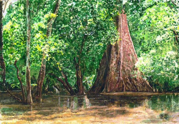 Amazon Rainforest Trees