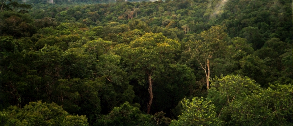 Amazon Rainforest Trees