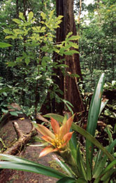 Amazon Rainforest Trees